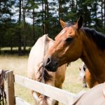 Horseback-UK-Community-Leadership-Courses-41
