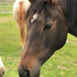 Twiglet Horseback UK