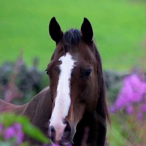 Horseback UK Horses Brooke