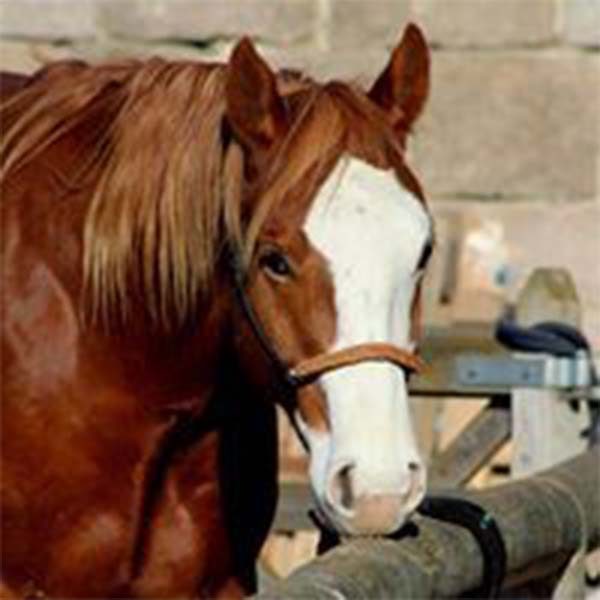 Horseback UK Horses Gus